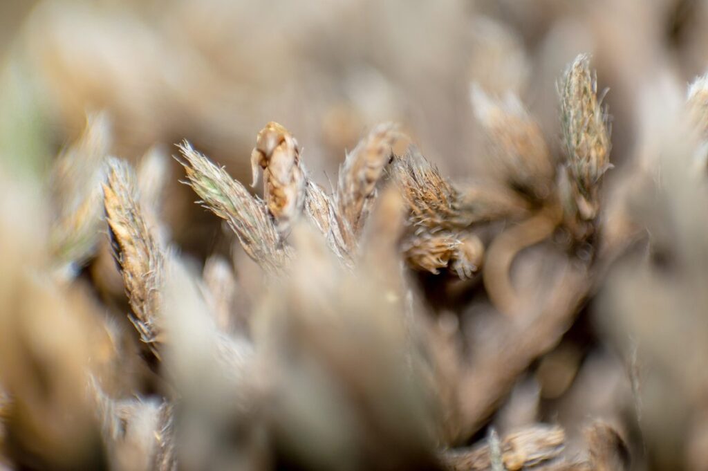 permaculture food forest design