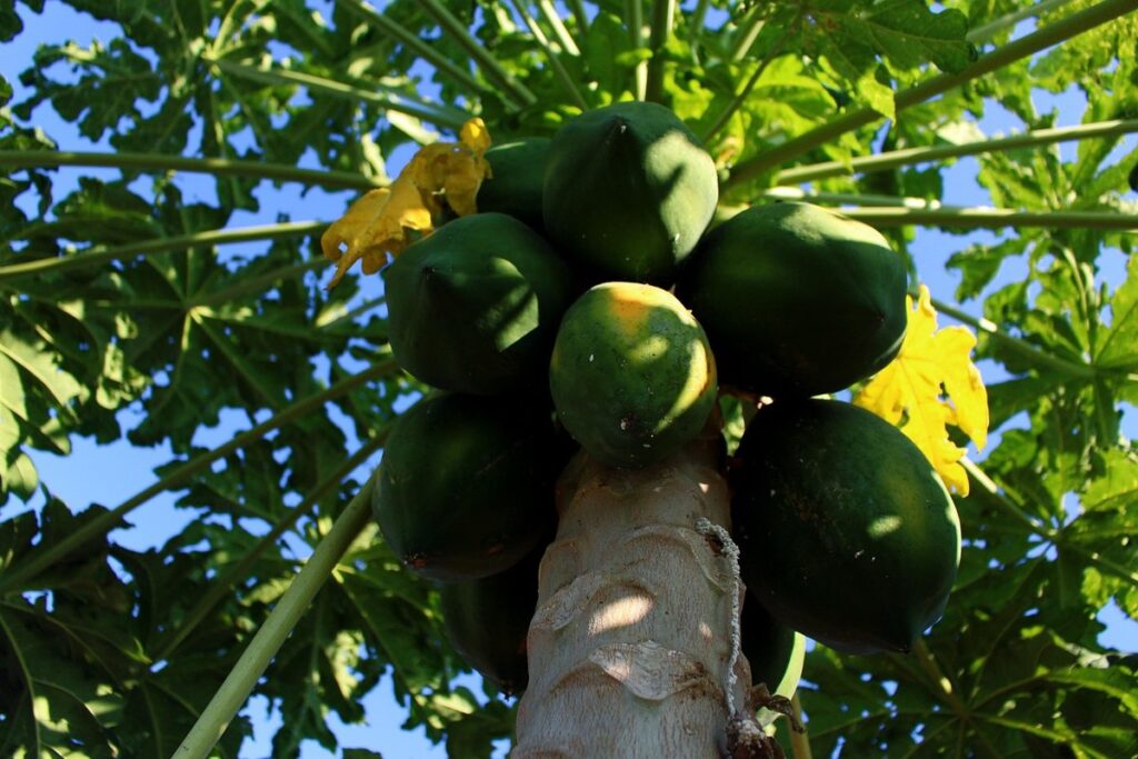 thinning fruit on trees