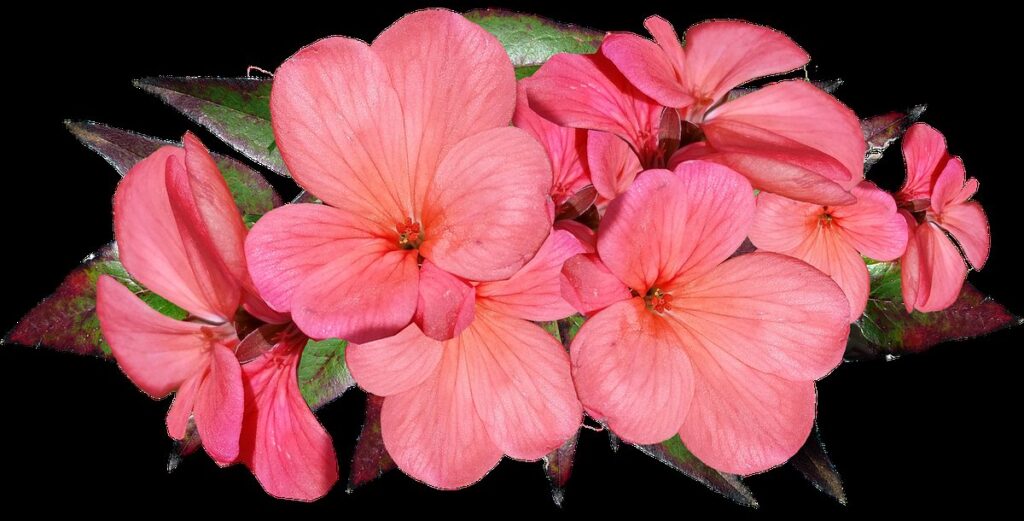 geranium cuttings in water