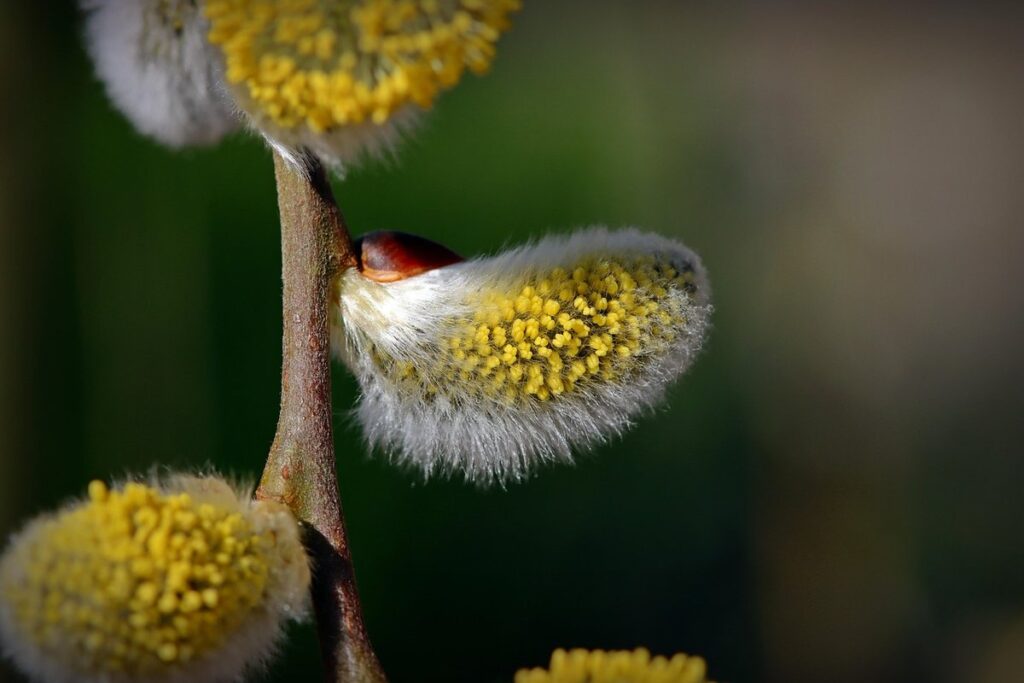 goat willow hedge