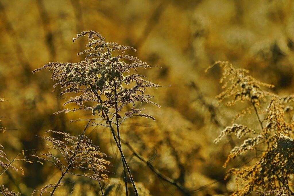 goldenrod in pollinator gardens management