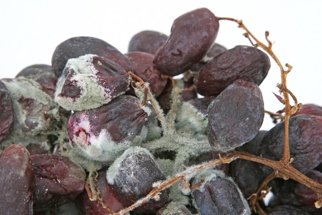 grape powdery mildew control
