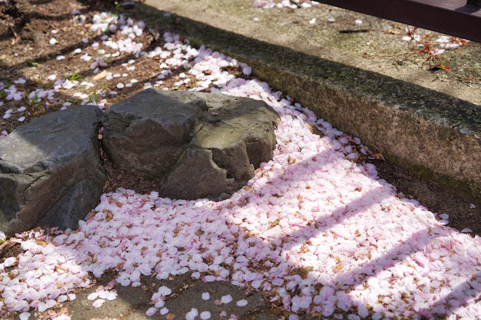 Ground cherry container gardening -> Ground cherry gardening