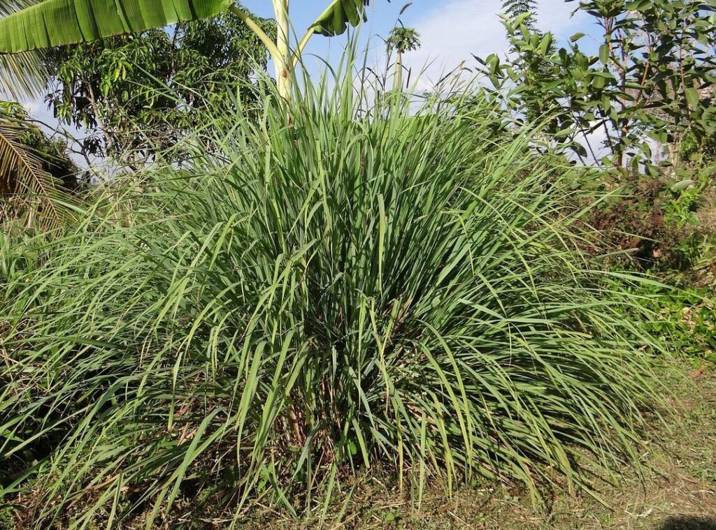 growing lemongrass plant