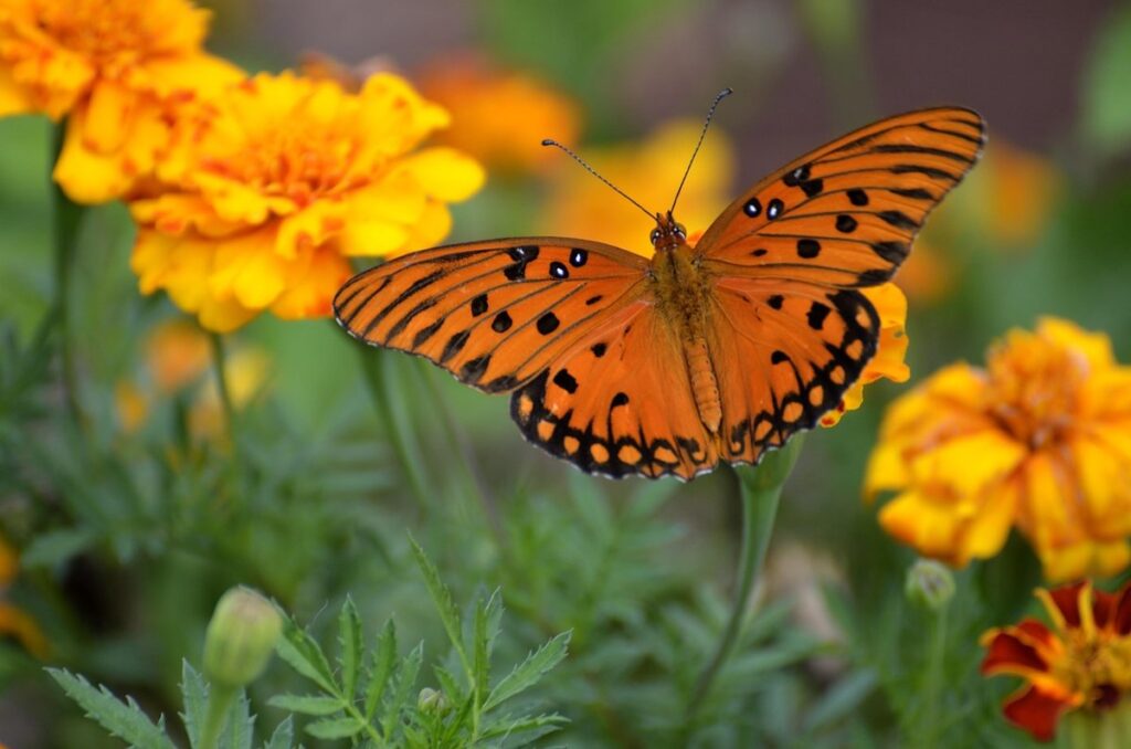 gulf fritillary butterfly