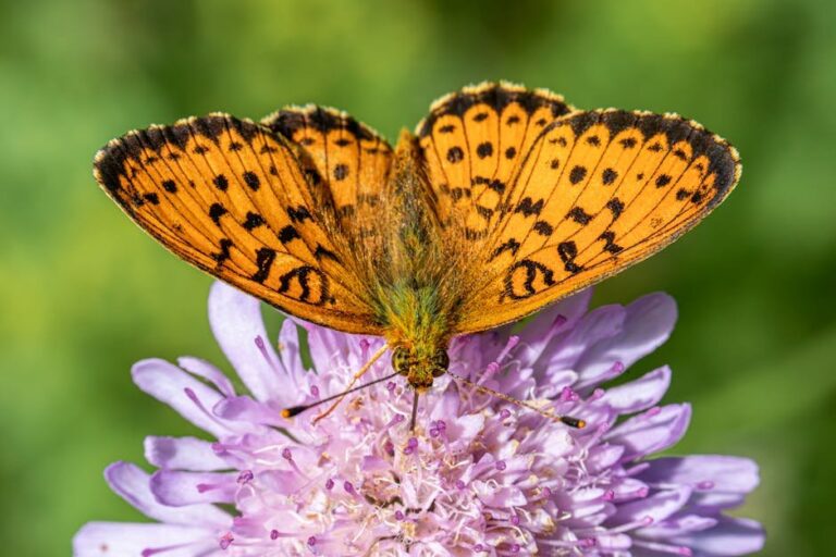 gulf fritillary host plant