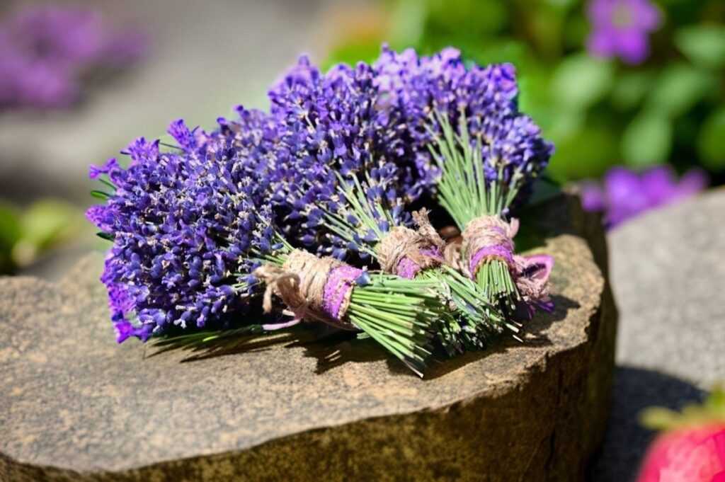 harvesting lavender plants