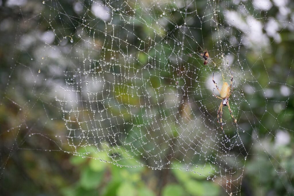 insect netting for vegetables