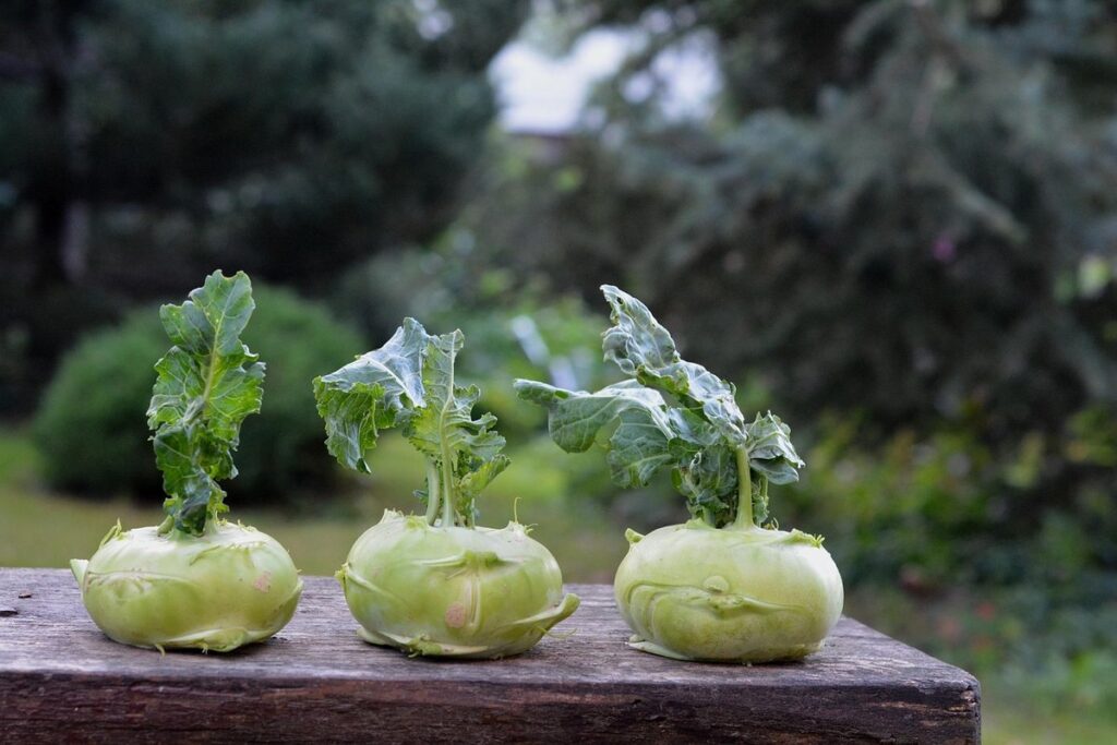 companion plants for kohlrabi
