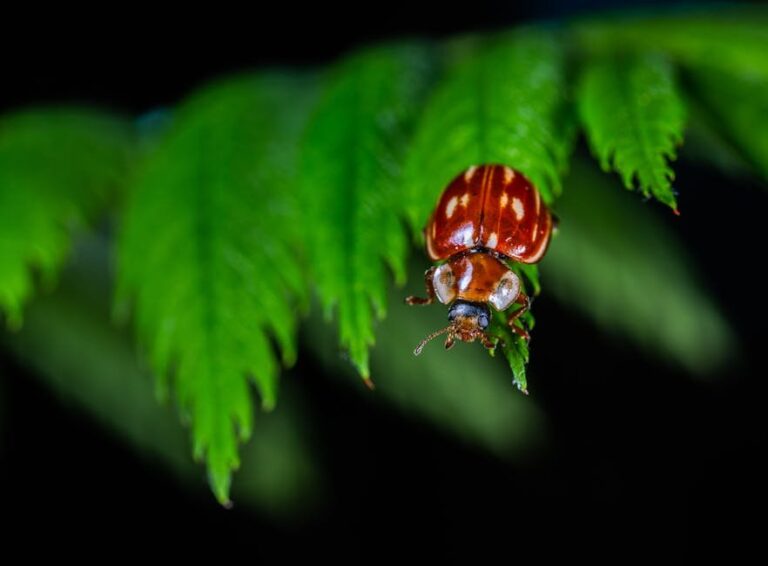 lacewing larvae vs ladybug larvae