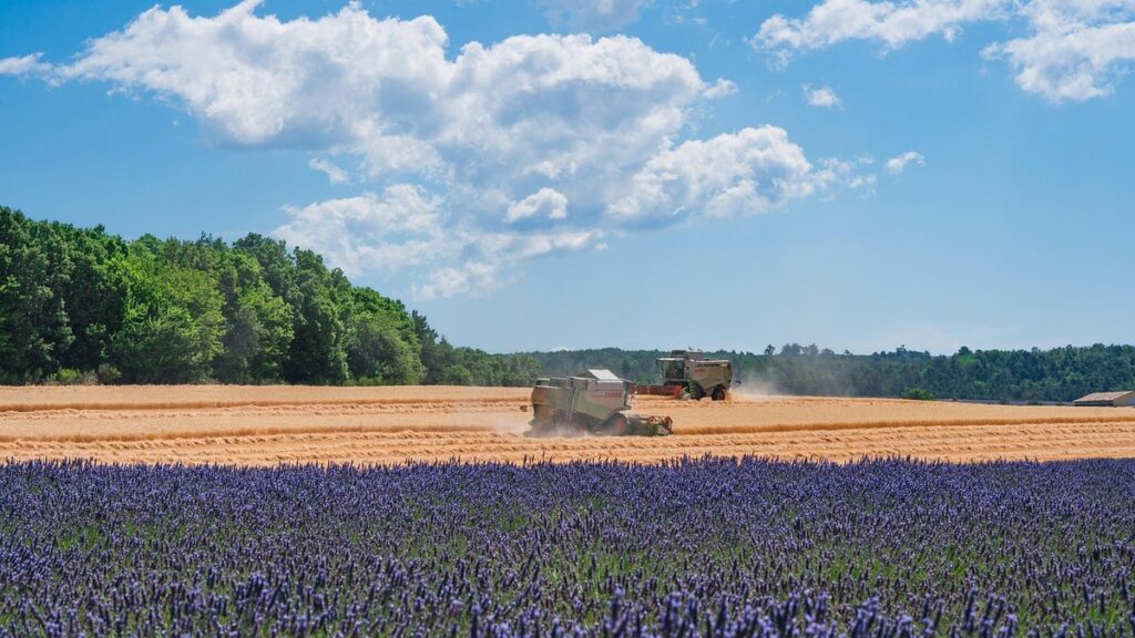 harvesting lavender for oil and sachets