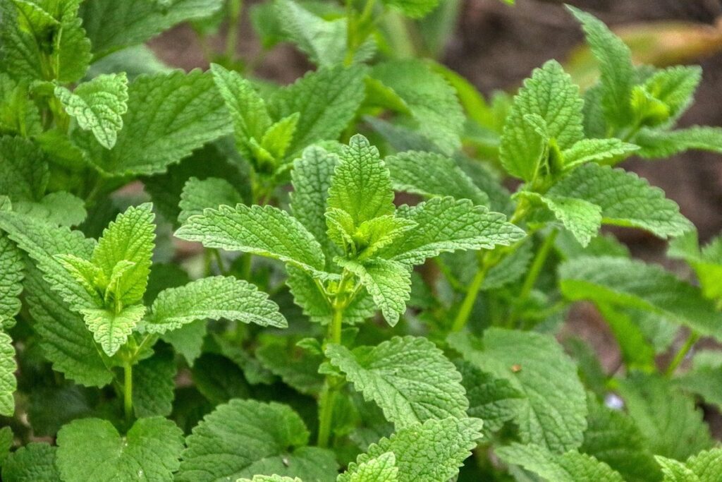 benefits of lemon balm plant