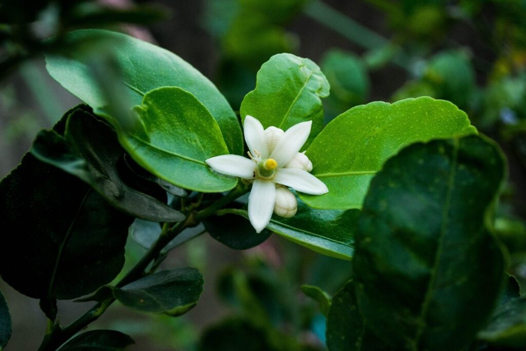 plant identification lemon flower