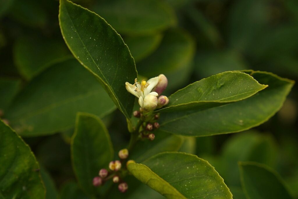 lemon flower buds