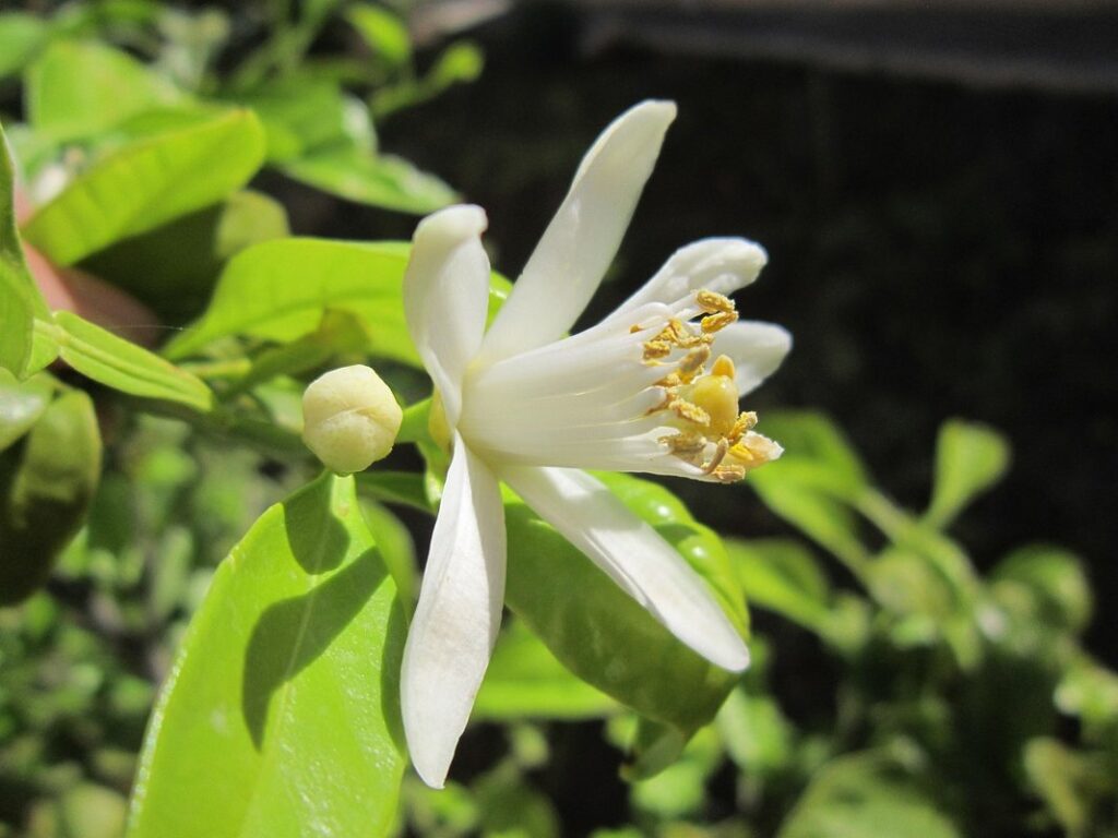 Lemon tree blooming