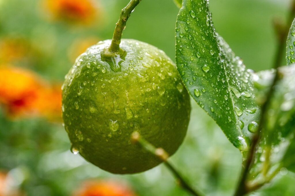 Lemon tree watering