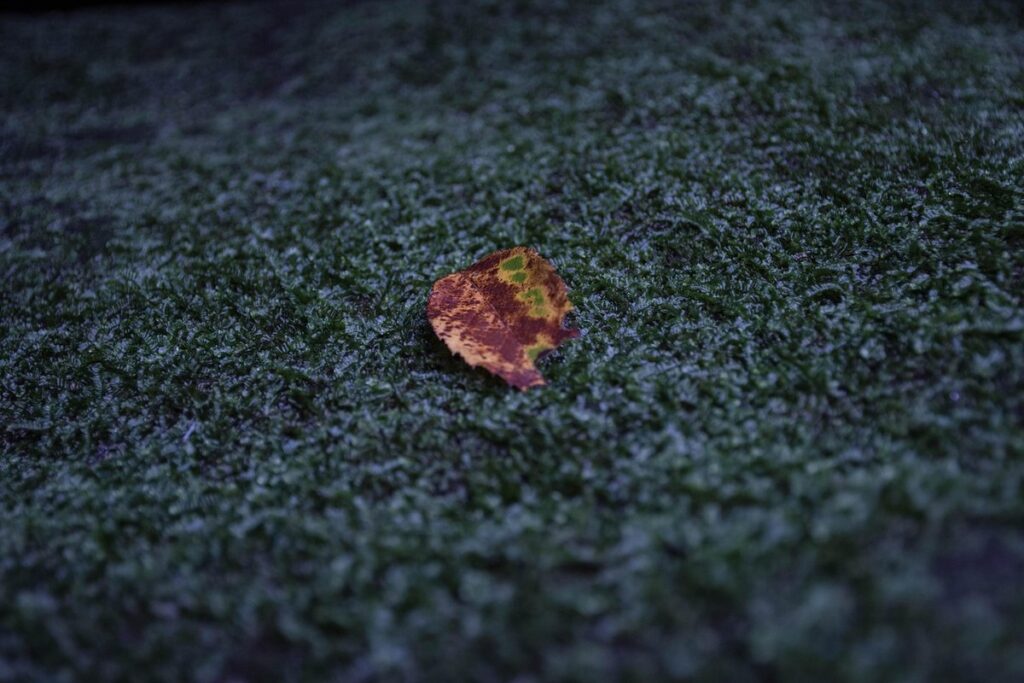 lemongrass in edible landscapes
