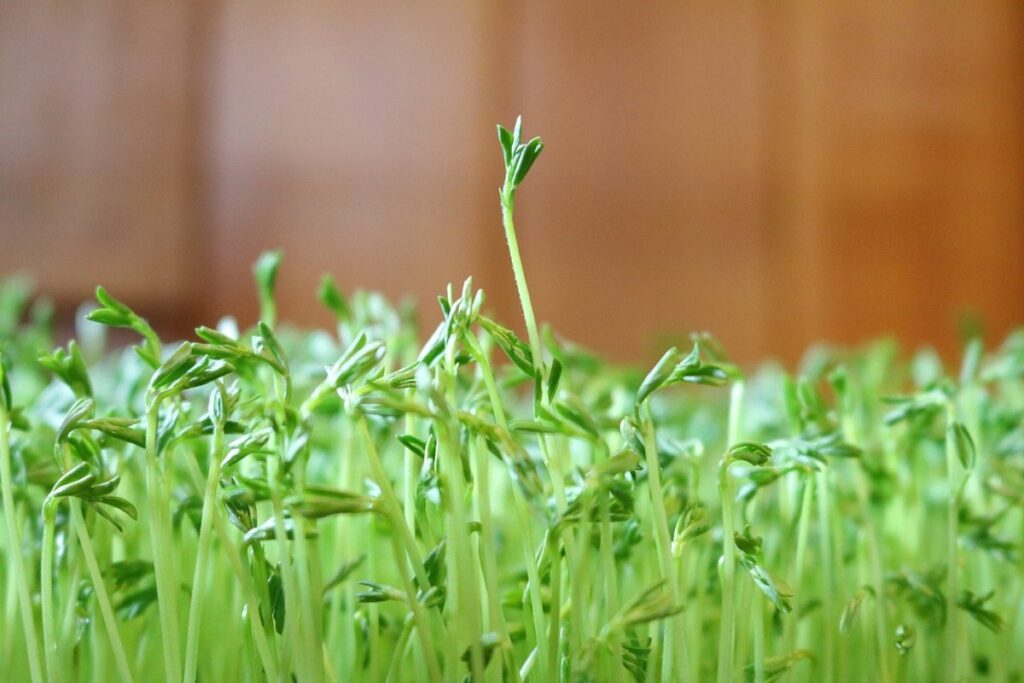 how to grow lentil sprouts