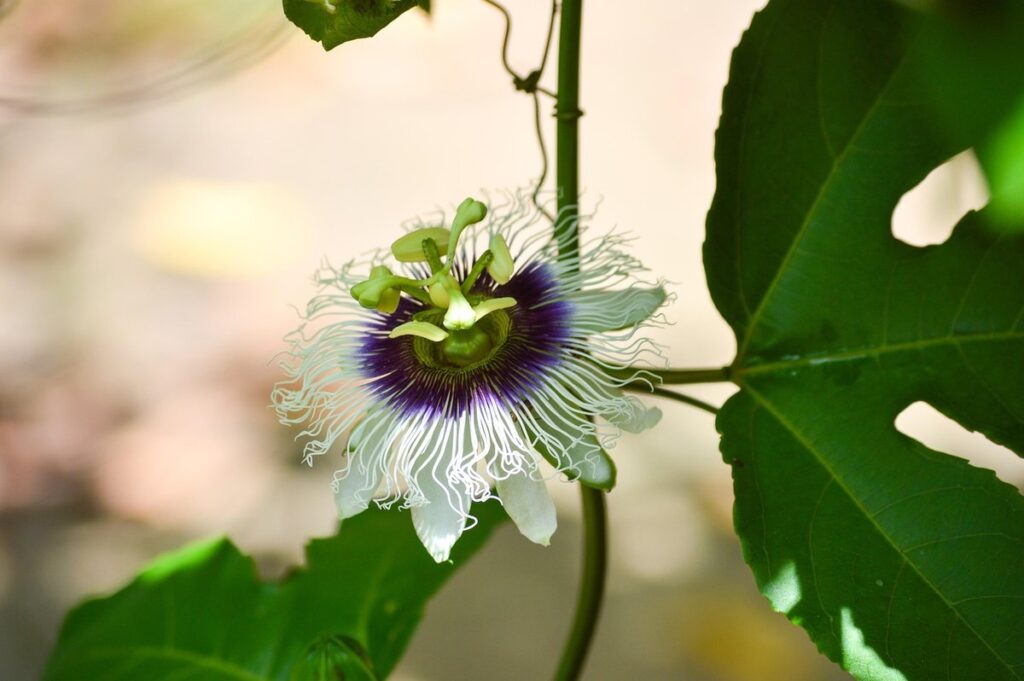 maypop flower