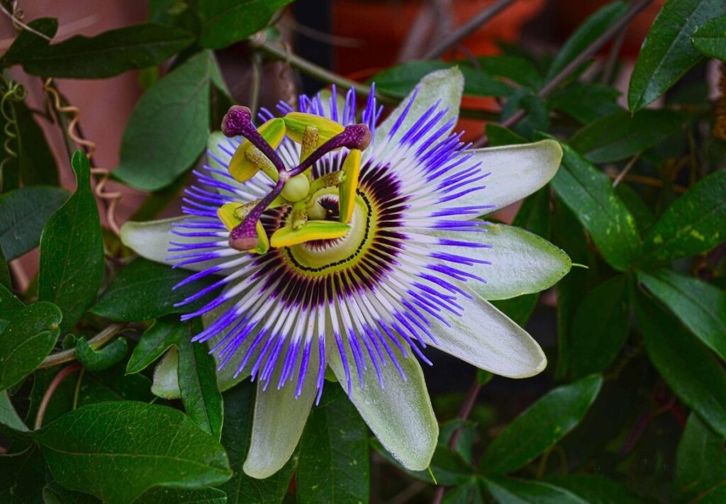 maypop plant