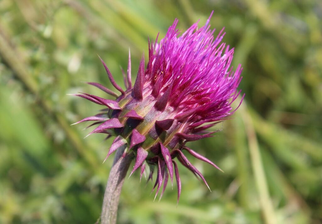 milk thistle plant for butterflies