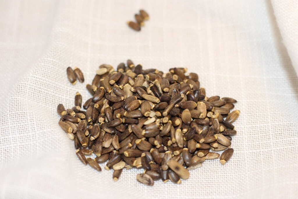 milk thistle plant seeds