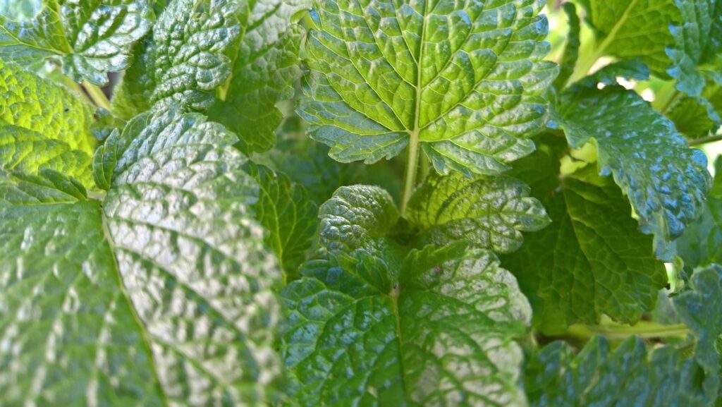 mint balm plant