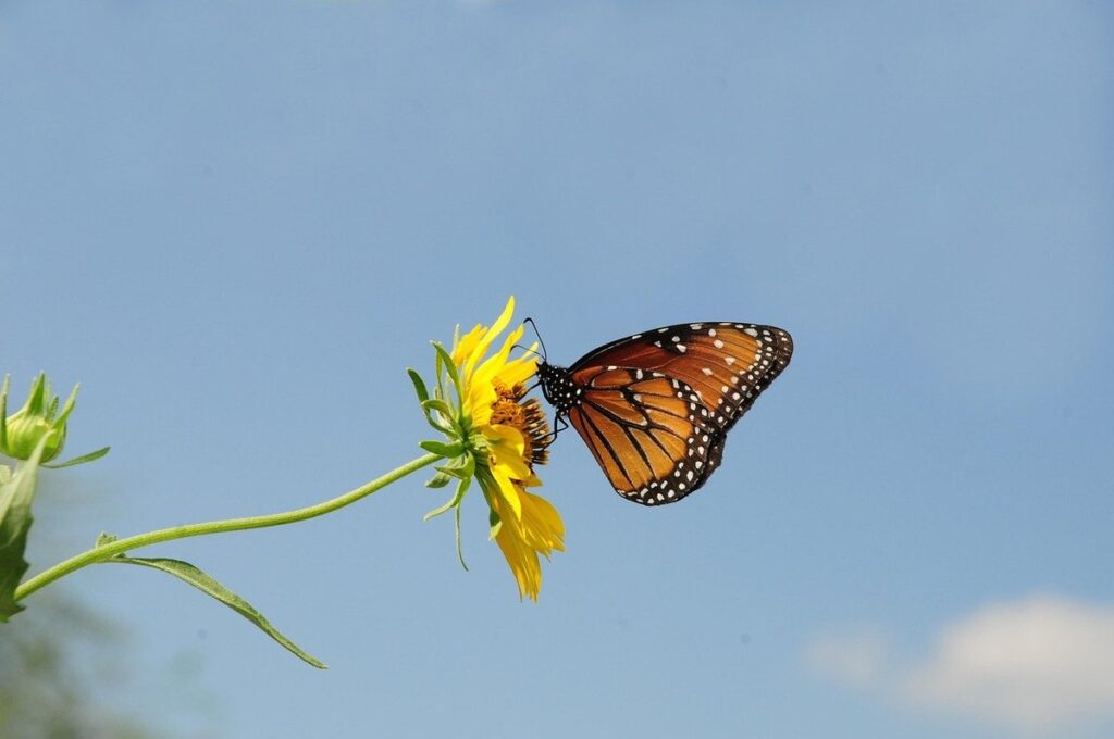 monarch flower