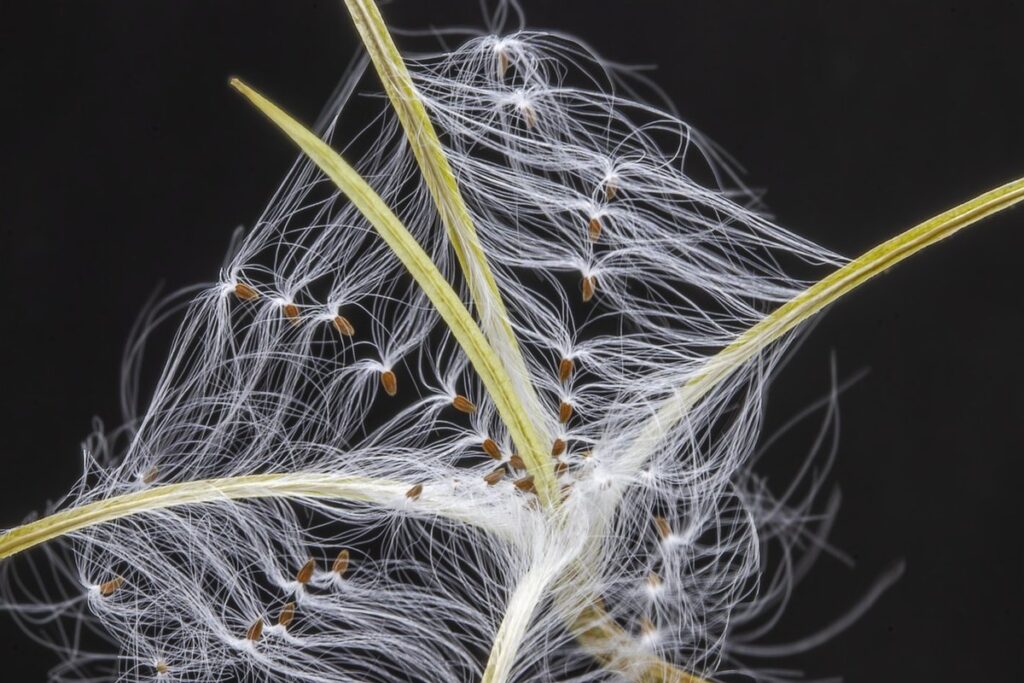native wildflower seeds