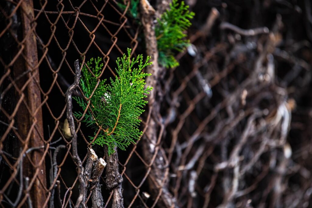 watering newly planted trees