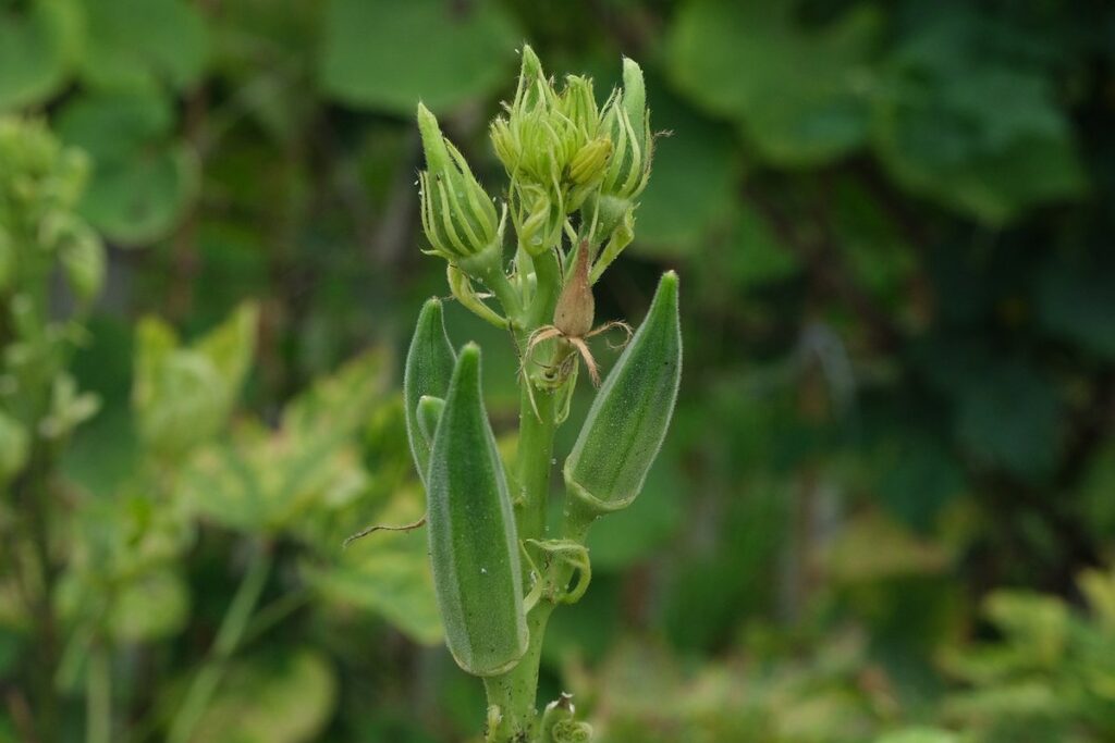 okra spacing raised beds