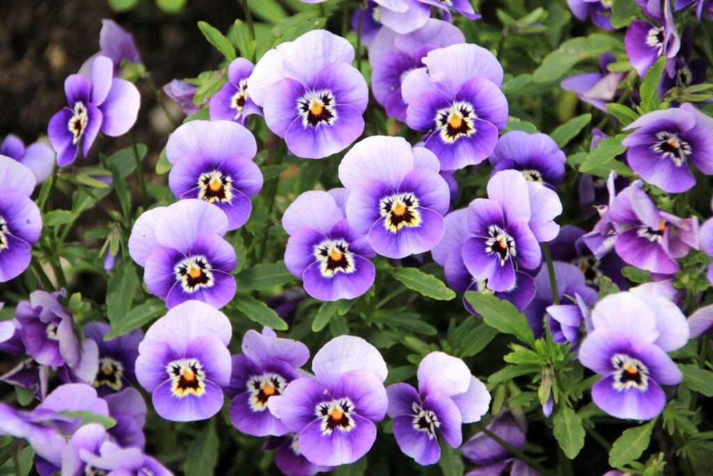 pansy winter care