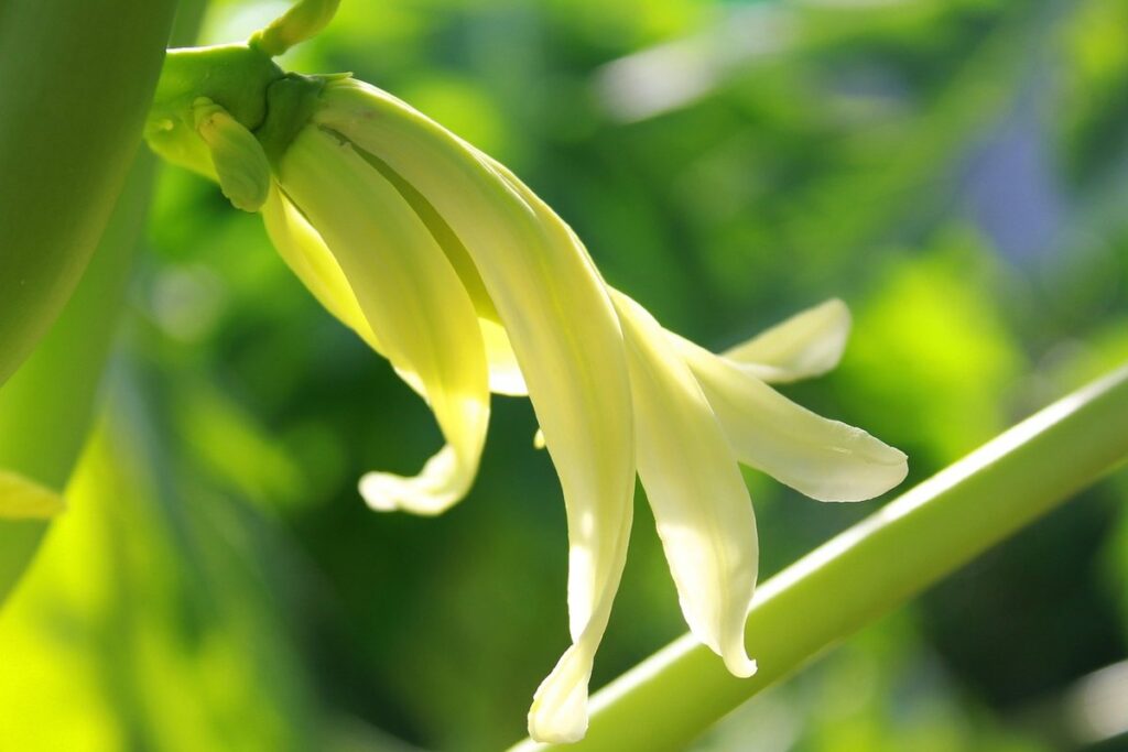 papaya flower plant