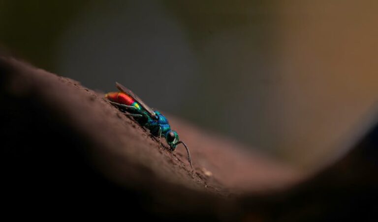 parasitic wasp eggs on hornworm