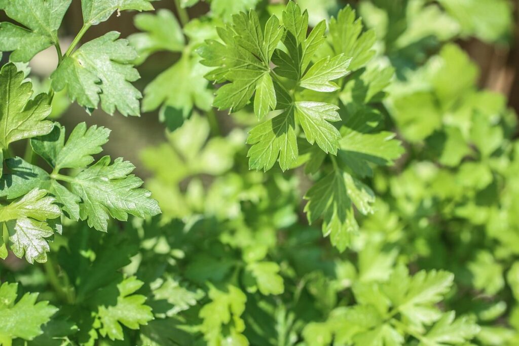 grow parsley at home