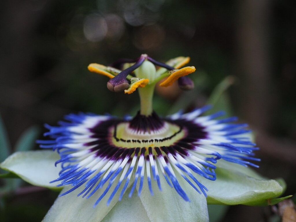 passiflora caerulea invasive
