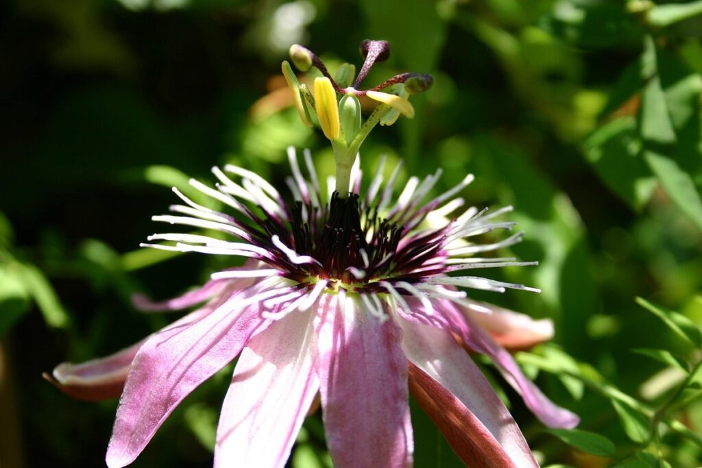 passiflora incarnata fruit
