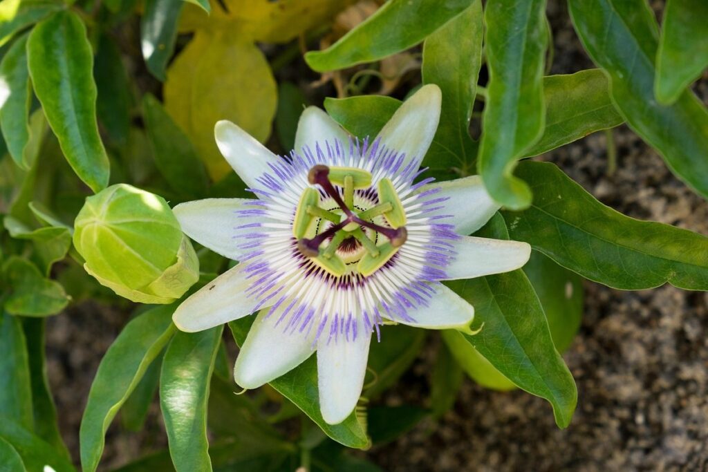 id passion flower fruit