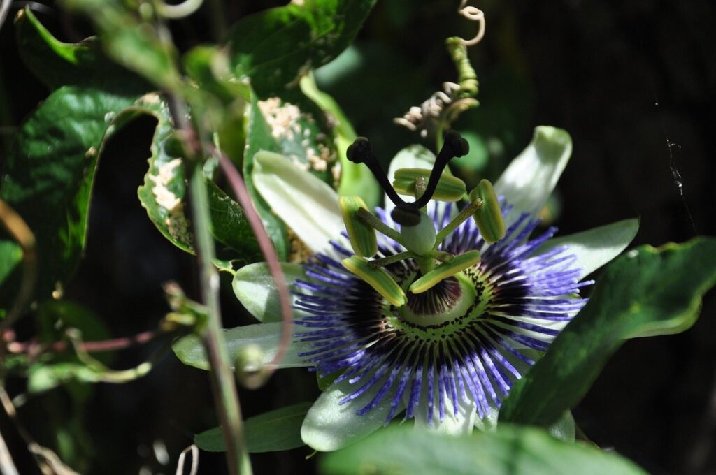 passionflower plant fruit