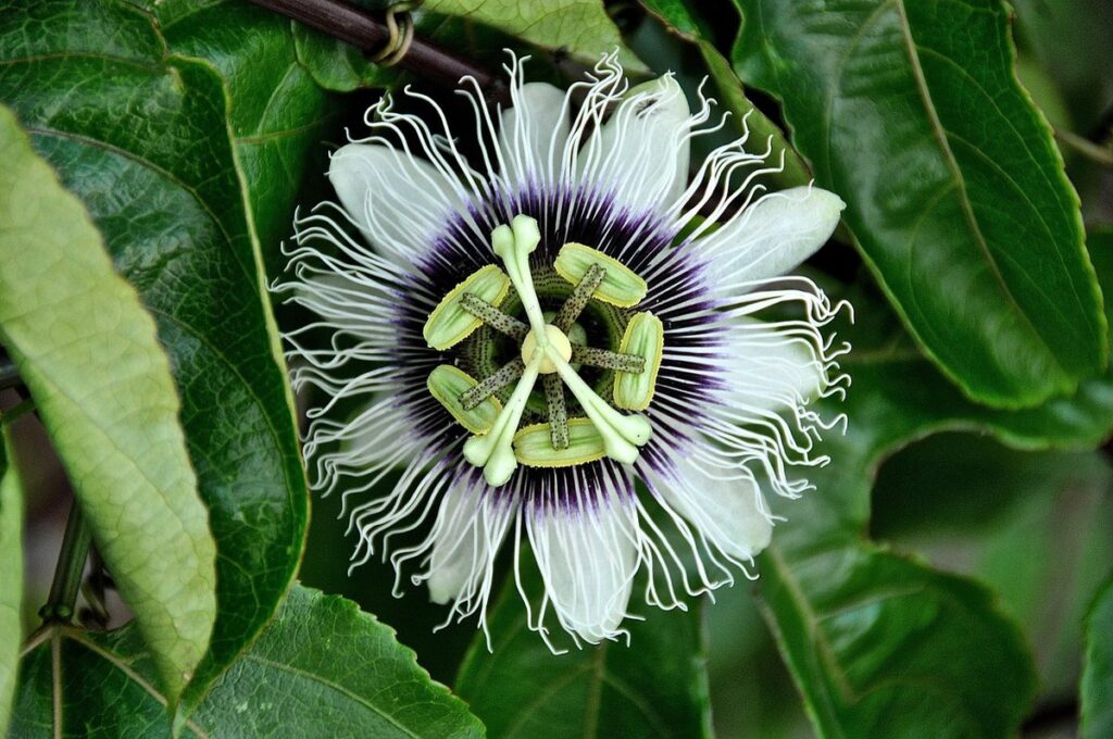passionflower vine trellis