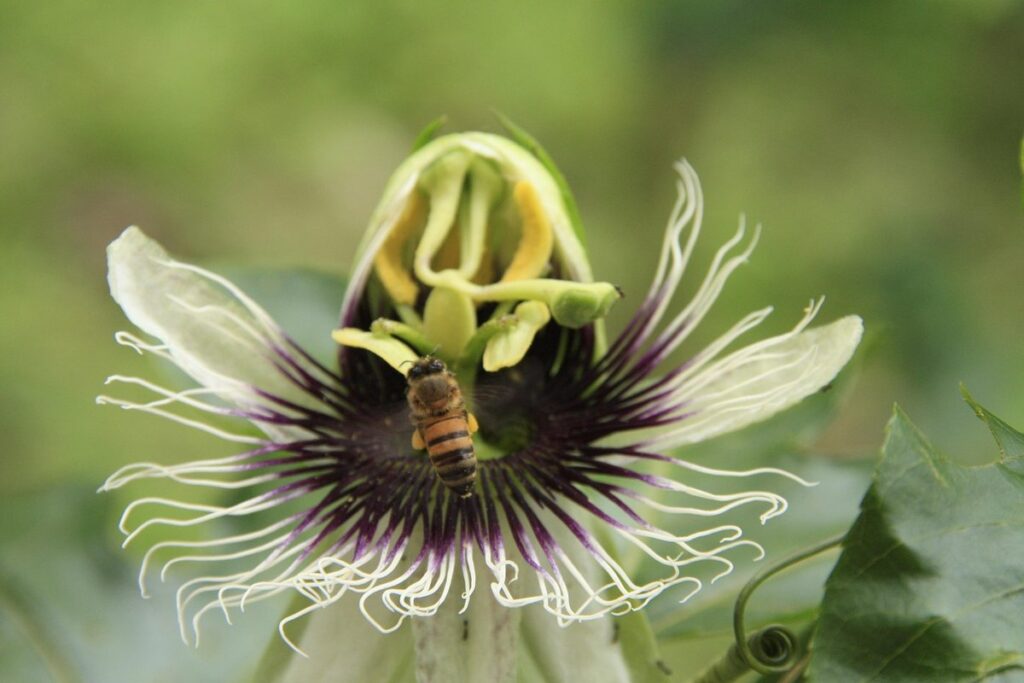 passionfruit pollination