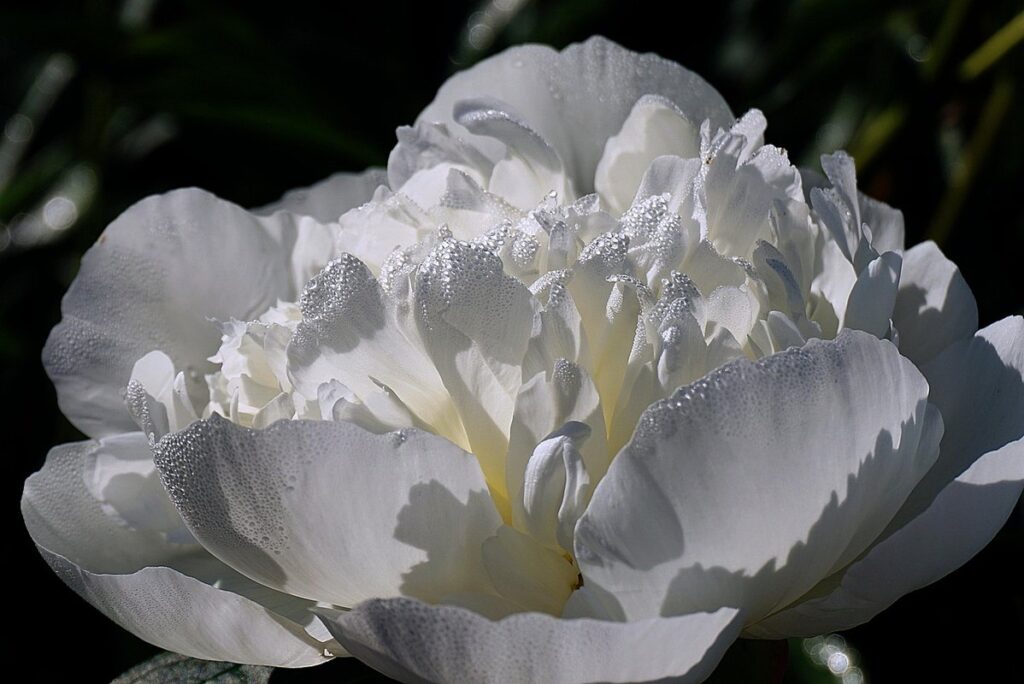 peony plant care