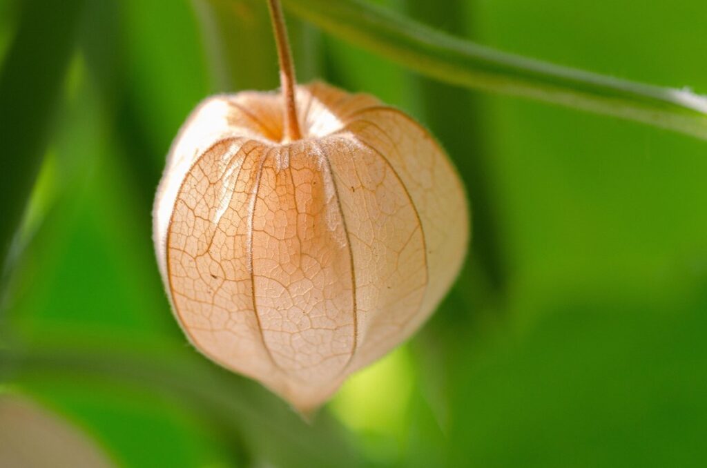 physalis peruviana growing