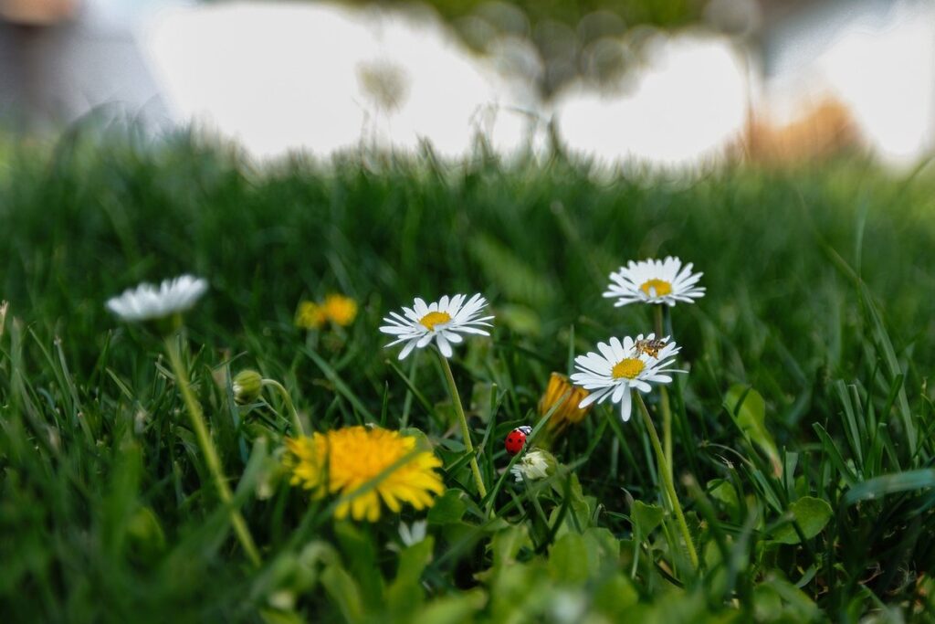 Plant ladybugs in garden -> Ladybug plants