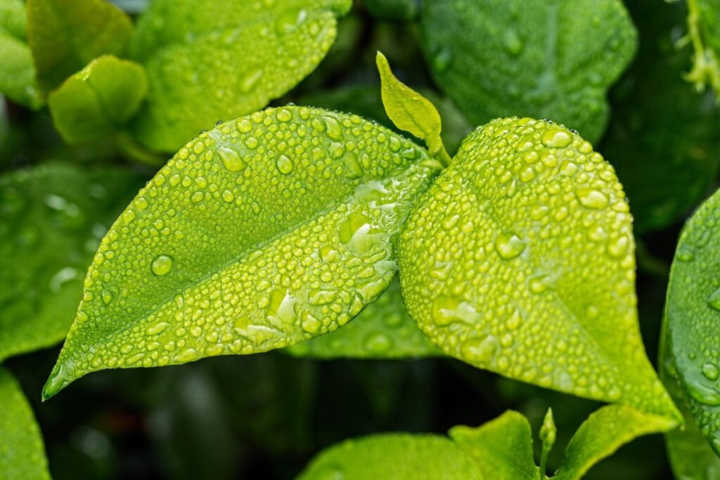 moisture meters for plants how to use
