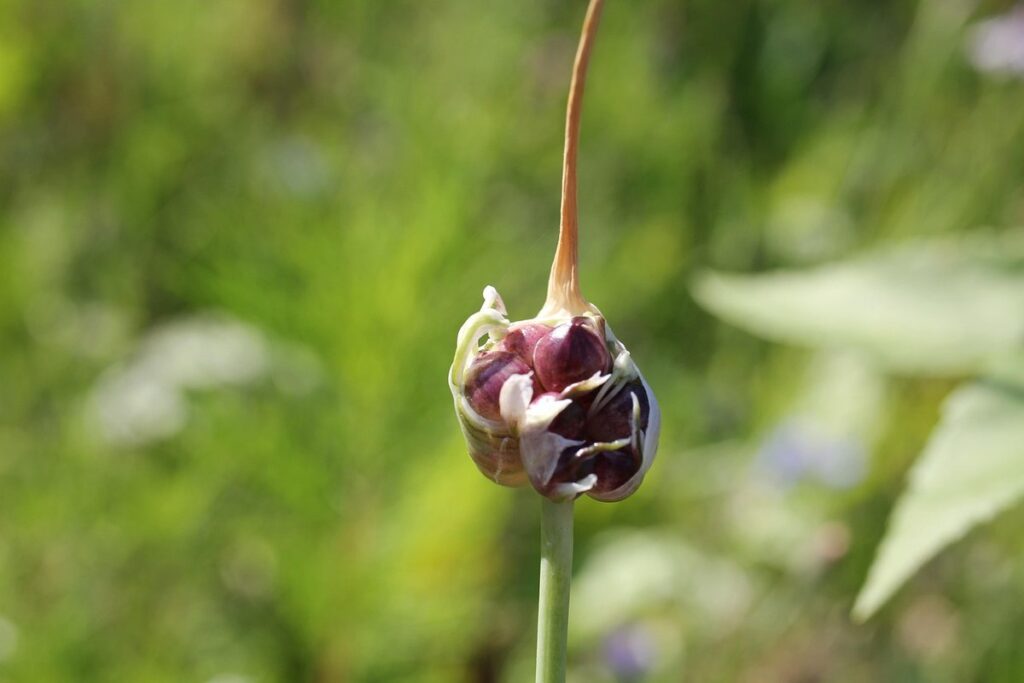 planting garlic seeds