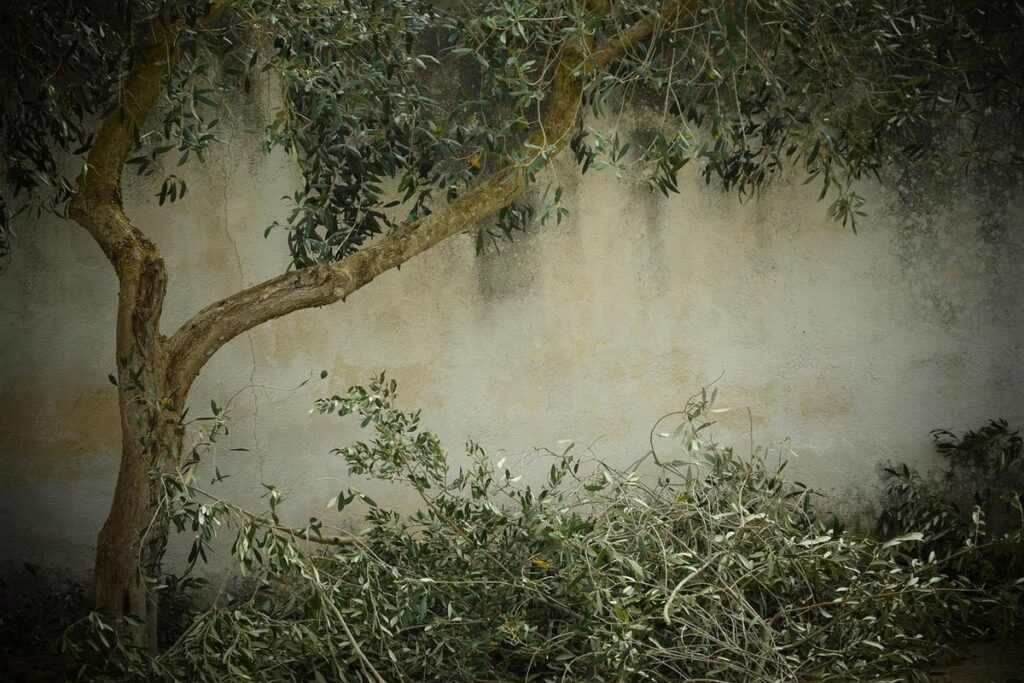prune olive trees