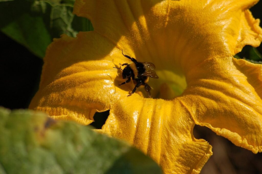hand pollinating pumpkins and squash