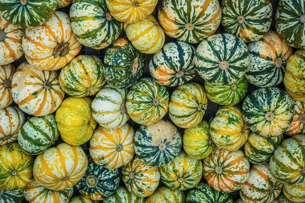 different kinds of pumpkins