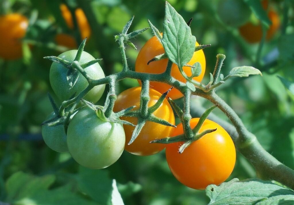 ripening tomatoes